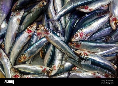 52,622 Sardine fish Stock Photos, Images & Photography.